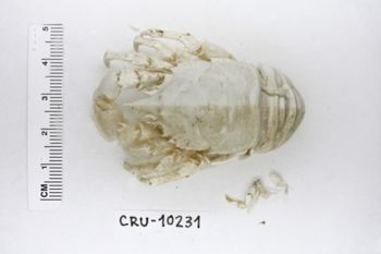Media type: image;   Invertebrate Zoology CRU-10231 Description: Preserved specimen.;